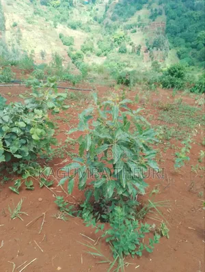 12.4 Acres Fertile Farmland with River Frontage, Murang'a