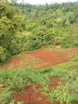 12.4 Acres Fertile Farmland with River Frontage, Murang'a - 2