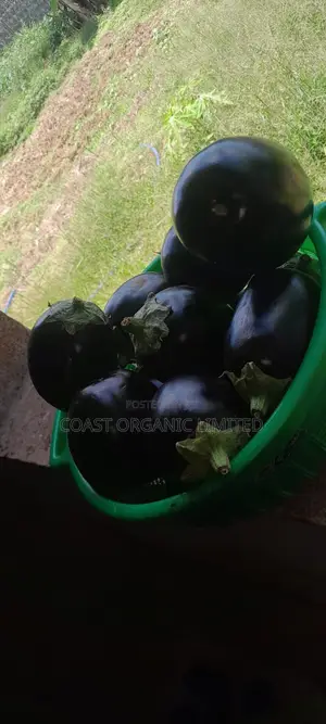 Eggplants (Biringanya) from KES 30/kg