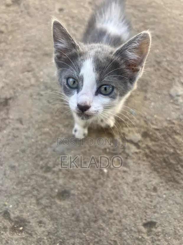Female Mixed Breed Kittens (1-3 Months) - 1