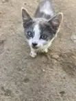 Female Mixed Breed Kittens (1-3 Months) - 1