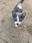 Female Mixed Breed Kittens (1-3 Months) - 2