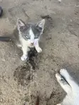 Female Mixed Breed Kittens (1-3 Months) - 3