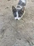 Female Mixed Breed Kittens (1-3 Months) - 4