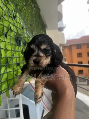 Male Cocker Spaniel Mix Puppy (0-1 Month)