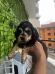 Male Cocker Spaniel Mix Puppy (0-1 Month) - 1