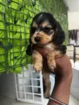 Male Cocker Spaniel Mix Puppy (0-1 Month) - 2