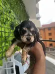 Male Cocker Spaniel Mix Puppy (0-1 Month) - 3