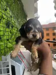 Male Cocker Spaniel Mix Puppy (0-1 Month) - 4