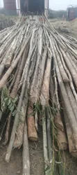 Poles and Posts for Sale - 1
