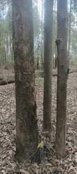 Poles and Posts for Sale - 2