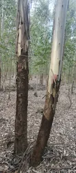 Poles and Posts for Sale - 3