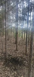 Poles and Posts for Sale - 4