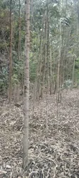 Poles and Posts for Sale - 5