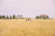 Prime Residential Plots for Sale in Joska - 3