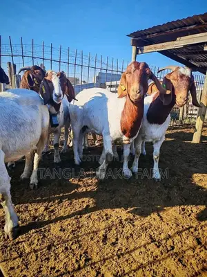 Mbuzi Wakubwa wa Boer