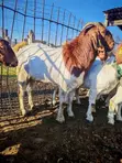 Mbuzi Wakubwa wa Boer - 2