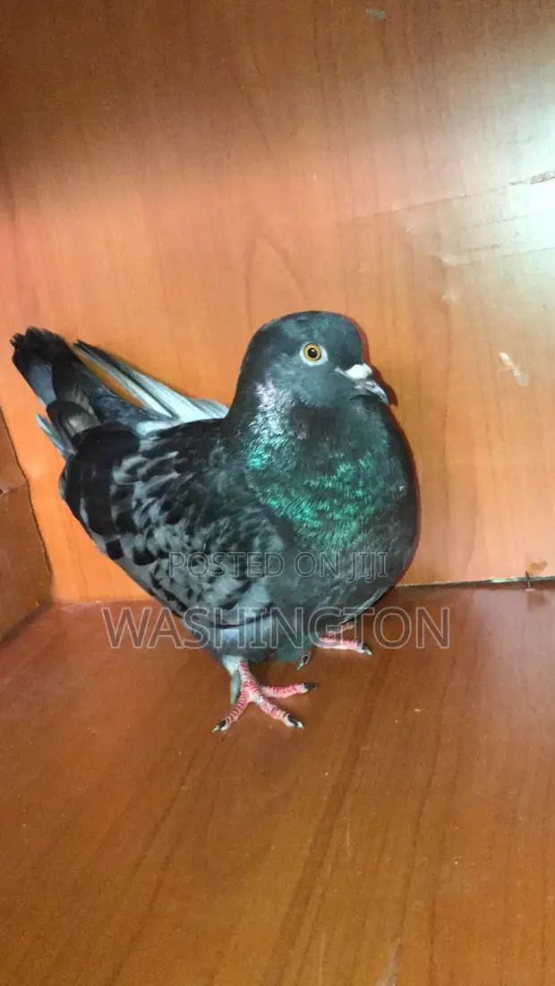 Matured Pigeon - King & French Cross Jumbo - 1