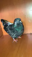 Matured Pigeon - King & French Cross Jumbo - 1