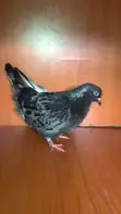Matured Pigeon - King & French Cross Jumbo - 2