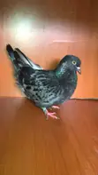 Matured Pigeon - King & French Cross Jumbo - 3