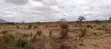 Quarter Acre Plots for Sale in Ngong Kimuka - 1
