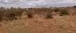 Quarter Acre Plots for Sale in Ngong Kimuka - 4