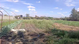 Ekari 5 za Kuuzwa Kitengela, 700m kutoka Tarmac