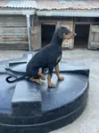 Purebred Doberman Pinscher Puppy (3-6 Months) - 1