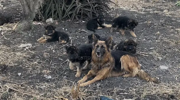 1-3 Month Male Purebred German Shepherd Puppy - 1