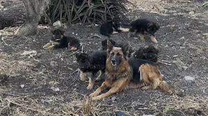 1-3 Month Male Purebred German Shepherd Puppy