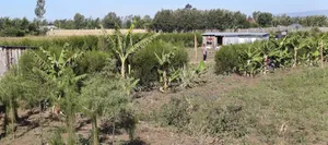 Mang'u Mastoo Nakuru 50x100 Plot