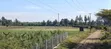 Mang'u Mastoo Nakuru 50x100 Plot - 5