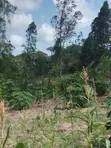 5 Acres Farmland for Sale, Witu, Lamu - 2