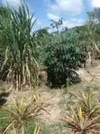 5 Acres Farmland for Sale, Witu, Lamu - 3