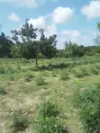 5 Acres Farmland for Sale, Witu, Lamu - 4