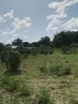 5 Acres Farmland for Sale, Witu, Lamu - 5