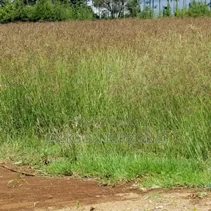 Boma Rhodes Seeds