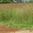 Boma Rhodes Seeds - 1