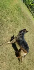 German Shepherd Stud Service - Long Coat - 1