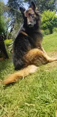 German Shepherd Stud Service - Long Coat - 2