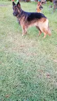 German Shepherd Stud Service - Long Coat - 3