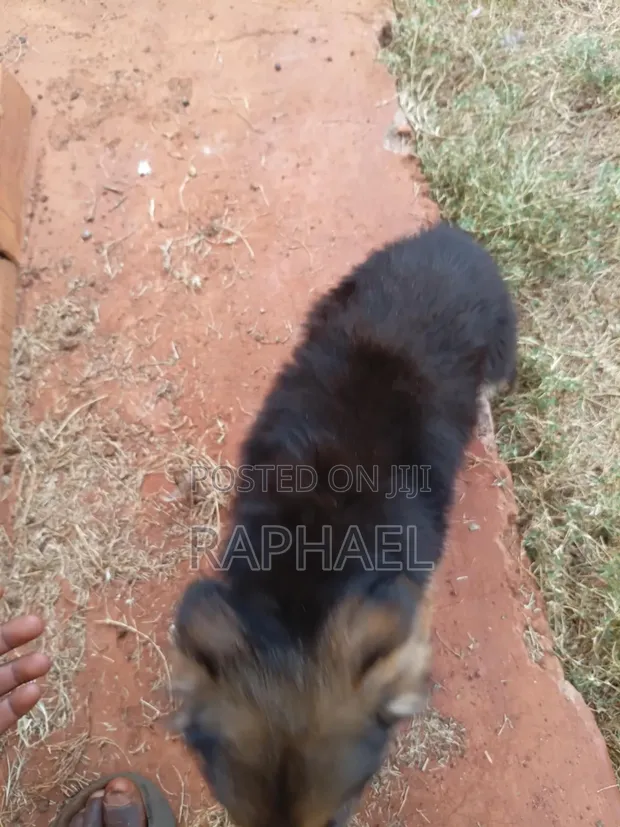 Purebred German Shepherd Puppy, 1-3 Months - 1