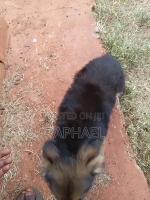 Mbwa Mwana wa German Shepherd Safi, Miezi 1-3
