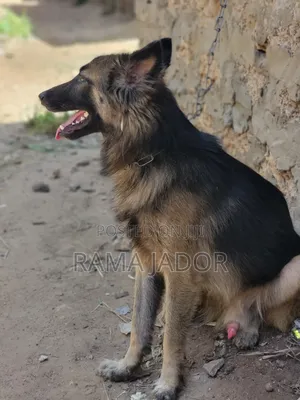 Purebred German Shepherd, 6-12 Months Male