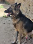 Purebred German Shepherd, 6-12 Months Male - 2