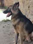 Purebred German Shepherd, 6-12 Months Male - 3