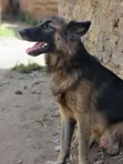 Purebred German Shepherd, 6-12 Months Male - 4