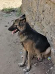 Purebred German Shepherd, 6-12 Months Male - 5