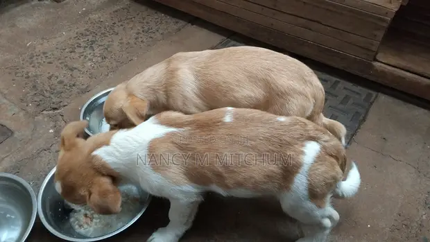 Male Mixed Breed Dachshund Puppy, 1-3 Months - 1